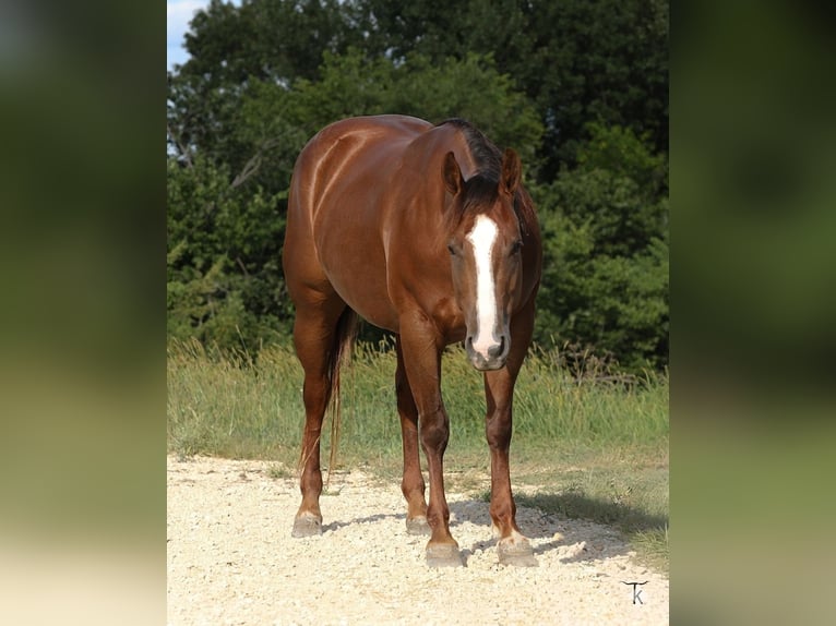 American Quarter Horse Giumenta 4 Anni Sauro ciliegia in Bellevue