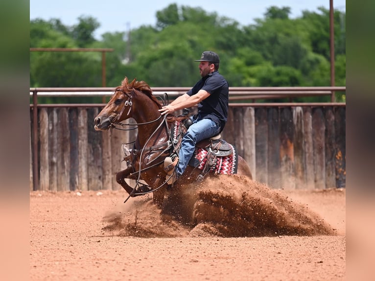 American Quarter Horse Giumenta 4 Anni Sauro ciliegia in Waco