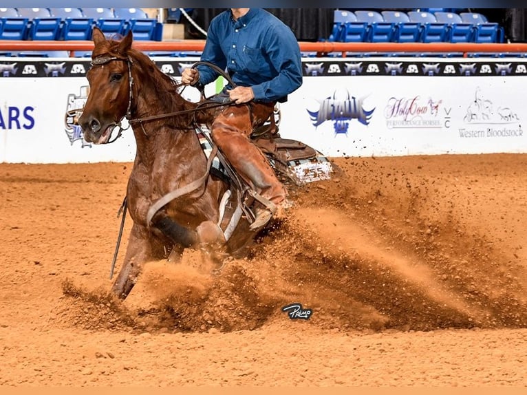 American Quarter Horse Giumenta 4 Anni Sauro ciliegia in Waco