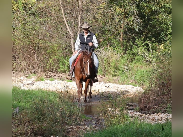 American Quarter Horse Giumenta 4 Anni Sauro ciliegia in Bellevue