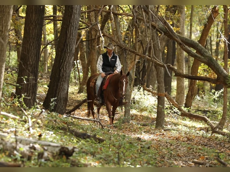 American Quarter Horse Giumenta 4 Anni Sauro ciliegia in Bellevue
