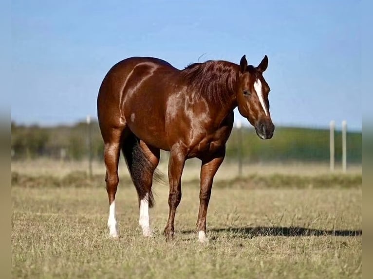 American Quarter Horse Giumenta 4 Anni Sauro ciliegia in Waco