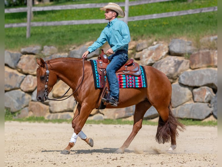 American Quarter Horse Giumenta 4 Anni Sauro in Eschenau