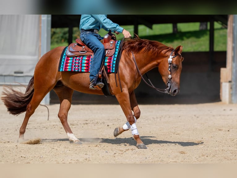 American Quarter Horse Giumenta 4 Anni Sauro in Eschenau