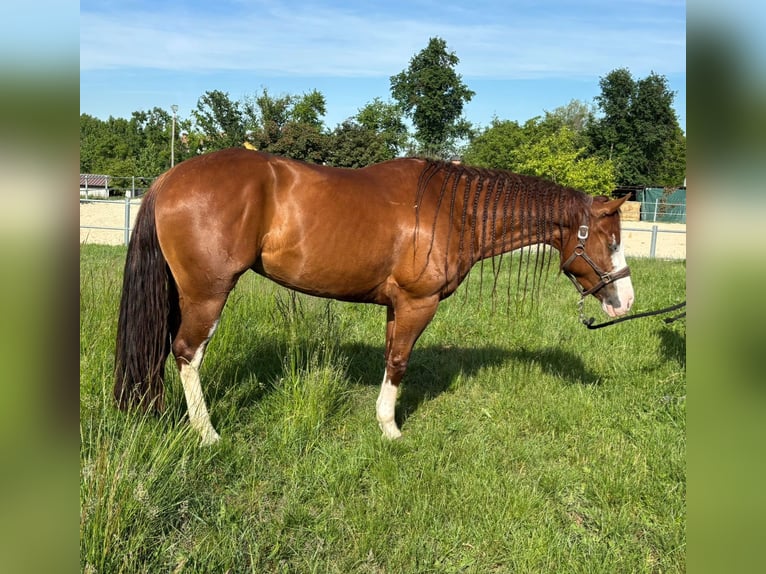 American Quarter Horse Giumenta 4 Anni Sauro in Gerbo