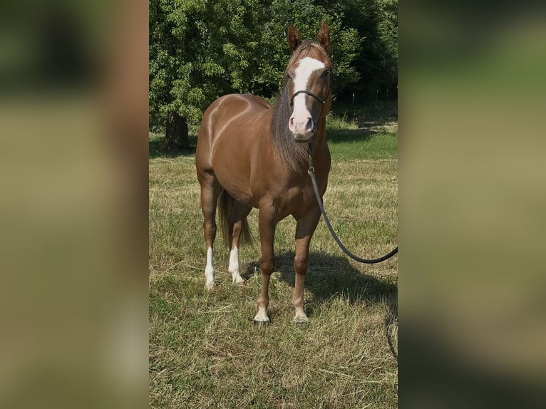 American Quarter Horse Giumenta 4 Anni Sauro in Hartenfels