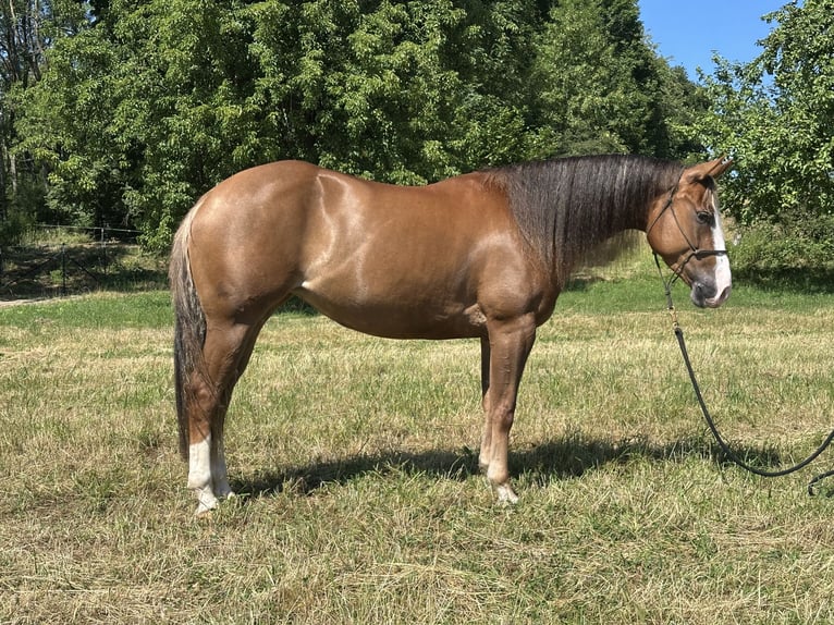 American Quarter Horse Giumenta 4 Anni Sauro in Hartenfels