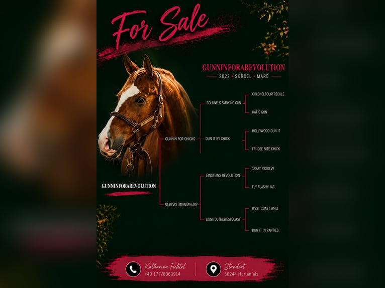 American Quarter Horse Giumenta 4 Anni Sauro in Hartenfels