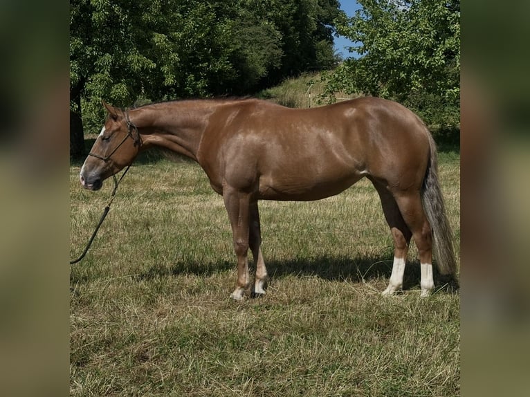 American Quarter Horse Giumenta 4 Anni Sauro in Hartenfels