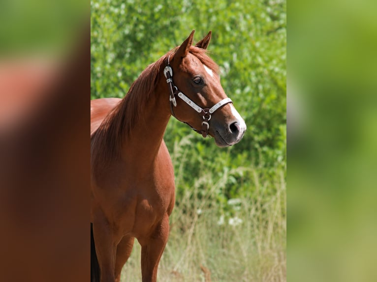 American Quarter Horse Giumenta 4 Anni Sauro in Alterkülz