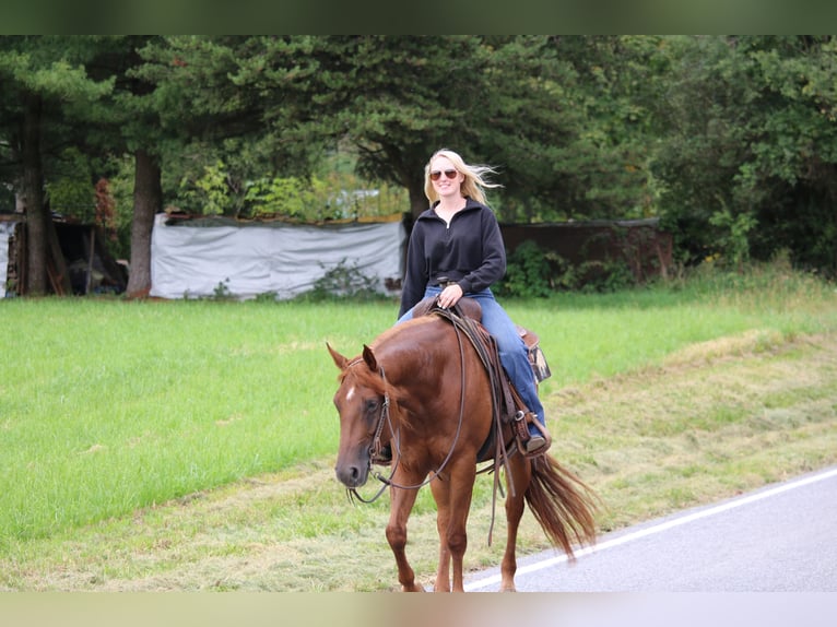 American Quarter Horse Giumenta 4 Anni Sauro scuro in Jonestown