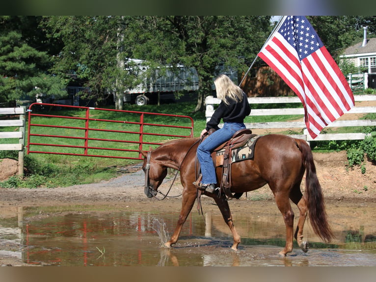 American Quarter Horse Giumenta 4 Anni Sauro scuro in Jonestown