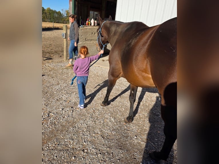 American Quarter Horse Giumenta 5 Anni 142 cm Baio ciliegia in Hickory