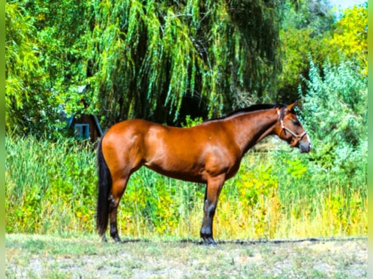 American Quarter Horse Giumenta 5 Anni 142 cm Baio ciliegia in Fort Collins