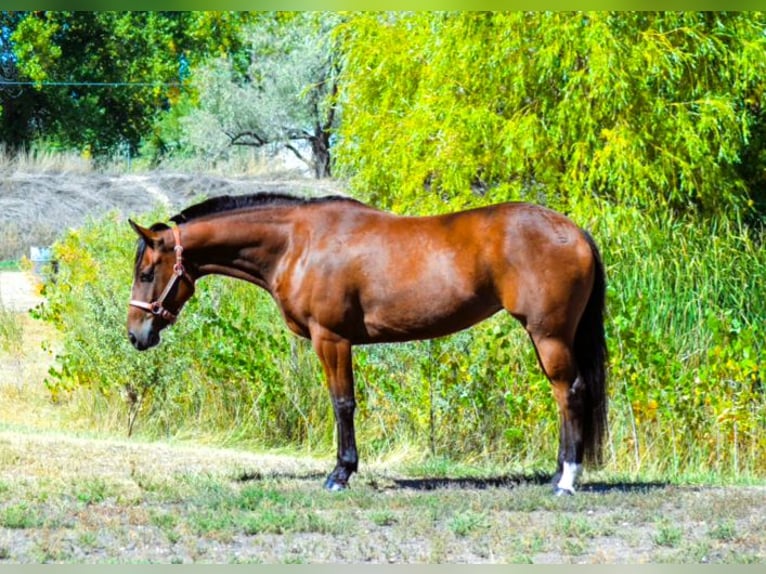 American Quarter Horse Giumenta 5 Anni 142 cm Baio ciliegia in Fort Collins