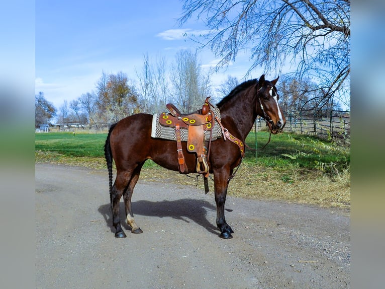 American Quarter Horse Giumenta 5 Anni 142 cm Baio ciliegia in Fort Collins