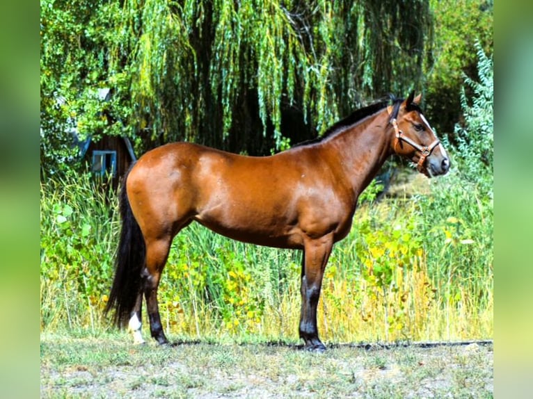 American Quarter Horse Giumenta 5 Anni 142 cm Baio ciliegia in Fort Collins