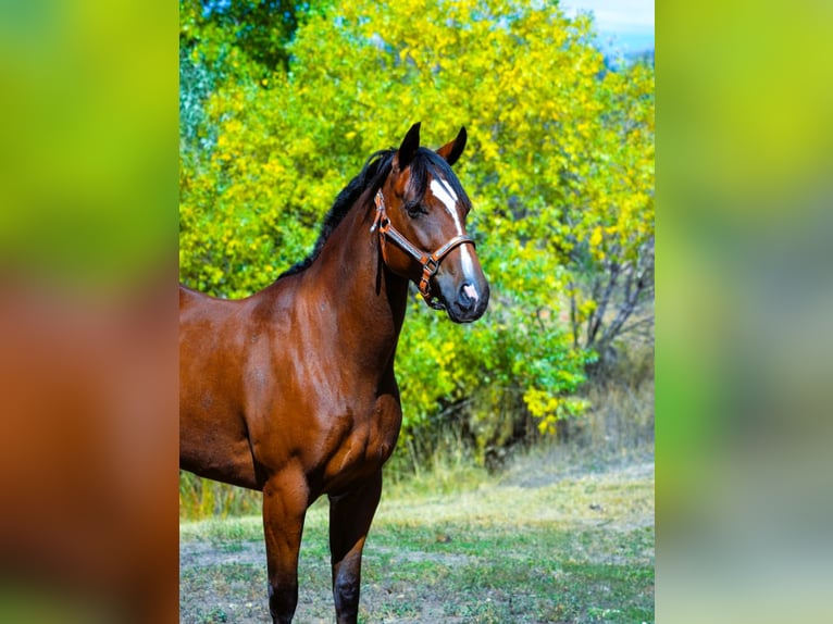 American Quarter Horse Giumenta 5 Anni 142 cm Baio ciliegia in Fort Collins