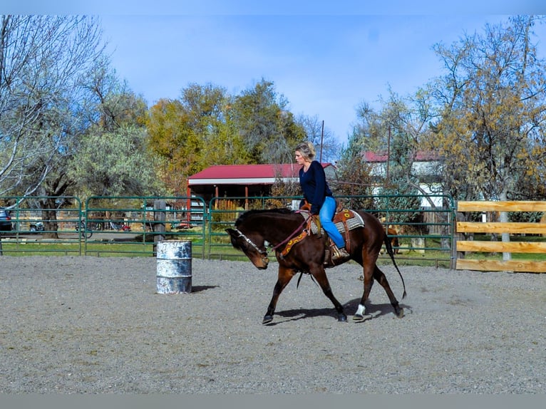 American Quarter Horse Giumenta 5 Anni 142 cm Baio ciliegia in Fort Collins