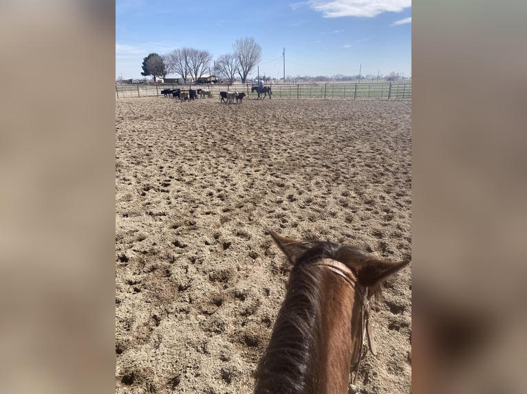 American Quarter Horse Giumenta 5 Anni 142 cm Baio ciliegia in Weiser, ID