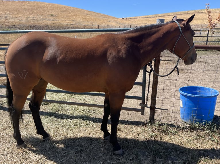 American Quarter Horse Giumenta 5 Anni 142 cm Baio ciliegia in Weiser, ID