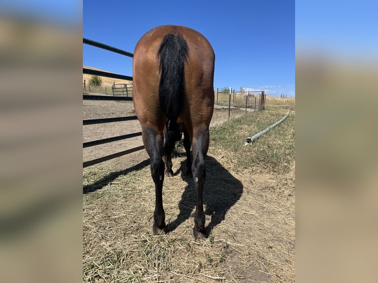 American Quarter Horse Giumenta 5 Anni 142 cm Baio ciliegia in Weiser, ID