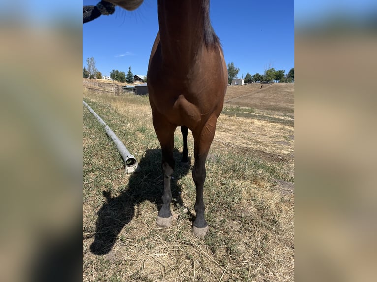 American Quarter Horse Giumenta 5 Anni 142 cm Baio ciliegia in Weiser, ID