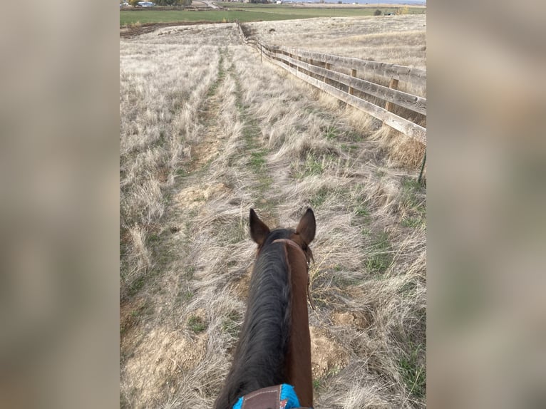 American Quarter Horse Giumenta 5 Anni 142 cm Baio ciliegia in Weiser, ID