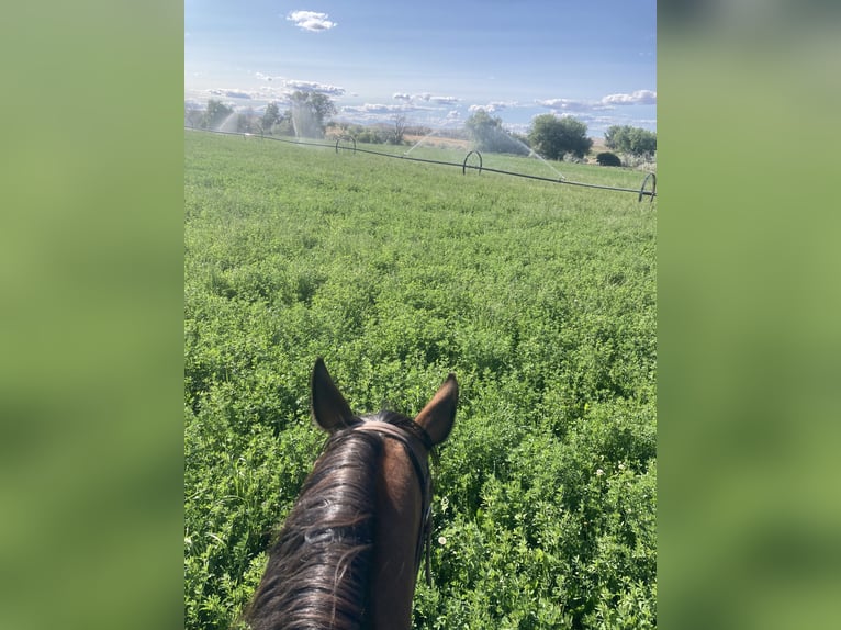 American Quarter Horse Giumenta 5 Anni 142 cm Baio ciliegia in Weiser, ID