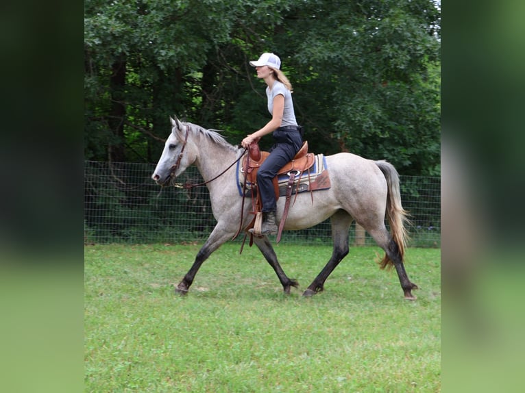 American Quarter Horse Mix Giumenta 5 Anni 142 cm Grigio pezzato in Howell, MI