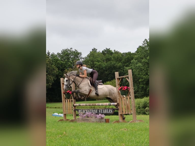 American Quarter Horse Mix Giumenta 5 Anni 142 cm Grigio pezzato in Howell, MI