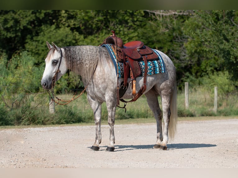 American Quarter Horse Giumenta 5 Anni 142 cm Grigio in Argyle