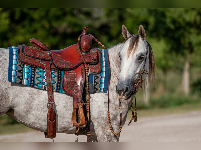 American Quarter Horse Giumenta 5 Anni 142 cm Grigio in Argyle