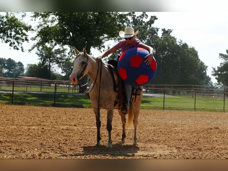 American Quarter Horse Giumenta 5 Anni 142 cm Grigio in Quitman