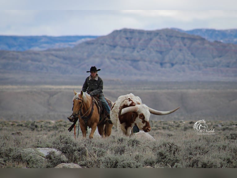 American Quarter Horse Giumenta 5 Anni 142 cm Palomino in Cody, WY