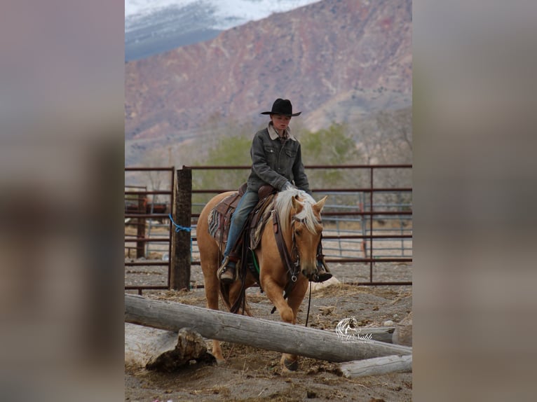 American Quarter Horse Giumenta 5 Anni 142 cm Palomino in Cody, WY