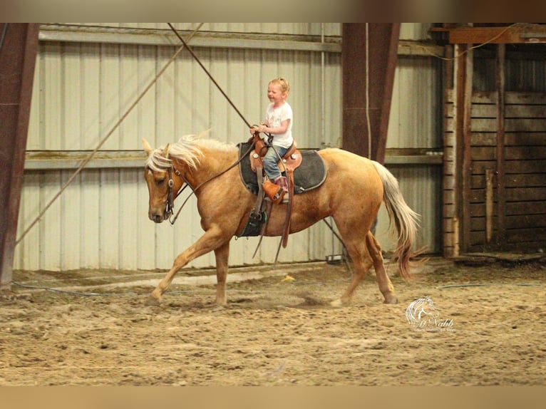 American Quarter Horse Giumenta 5 Anni 142 cm Palomino in Cody, WY