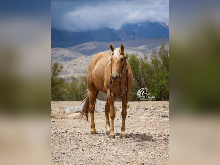 American Quarter Horse Giumenta 5 Anni 142 cm Palomino in Cody, WY