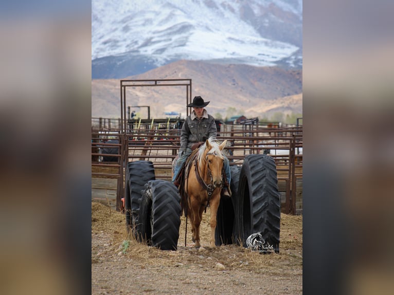American Quarter Horse Giumenta 5 Anni 142 cm Palomino in Cody, WY