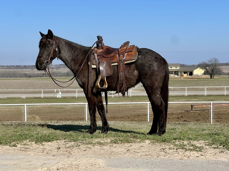 American Quarter Horse Giumenta 5 Anni 142 cm Roano blu in Whitesboro, TX