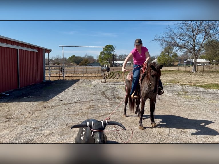 American Quarter Horse Giumenta 5 Anni 142 cm Roano blu in Whitesboro, TX