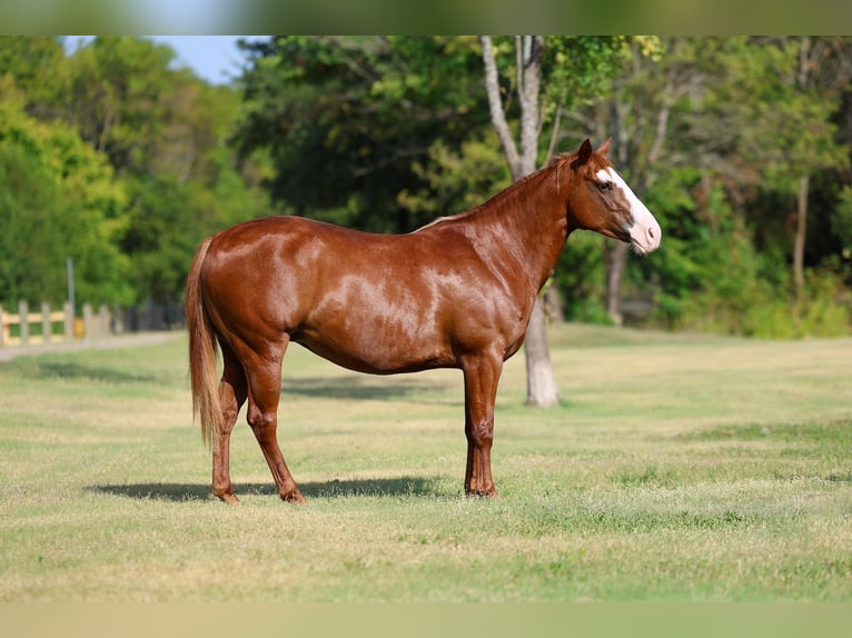 American Quarter Horse Giumenta 5 Anni 142 cm Sauro ciliegia in Forney