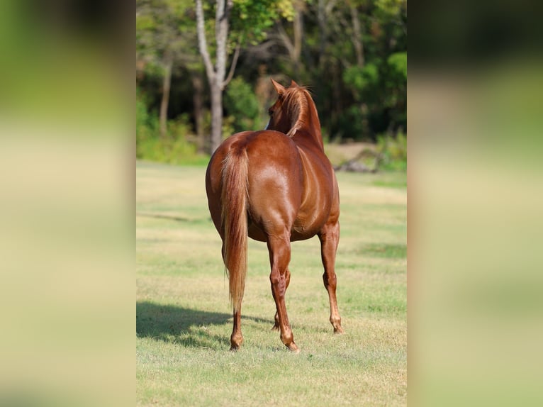 American Quarter Horse Giumenta 5 Anni 142 cm Sauro ciliegia in Forney