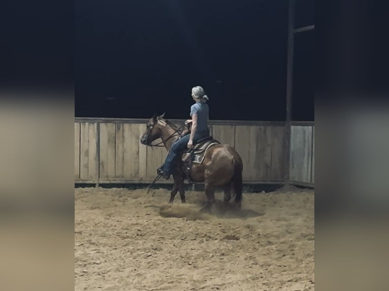 American Quarter Horse Giumenta 5 Anni 142 cm Sauro ciliegia in Palestine