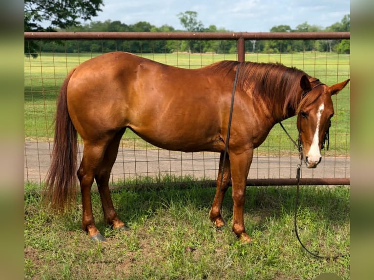 American Quarter Horse Giumenta 5 Anni 142 cm Sauro ciliegia in Palestine