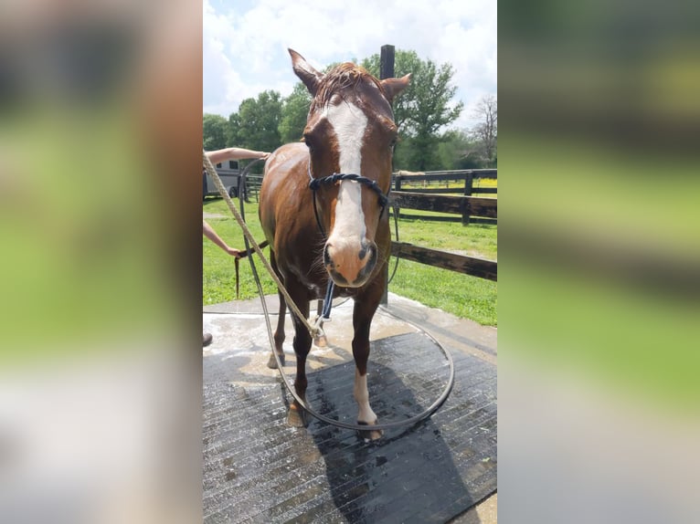 American Quarter Horse Giumenta 5 Anni 142 cm Sauro scuro in Lexington, Kentucky