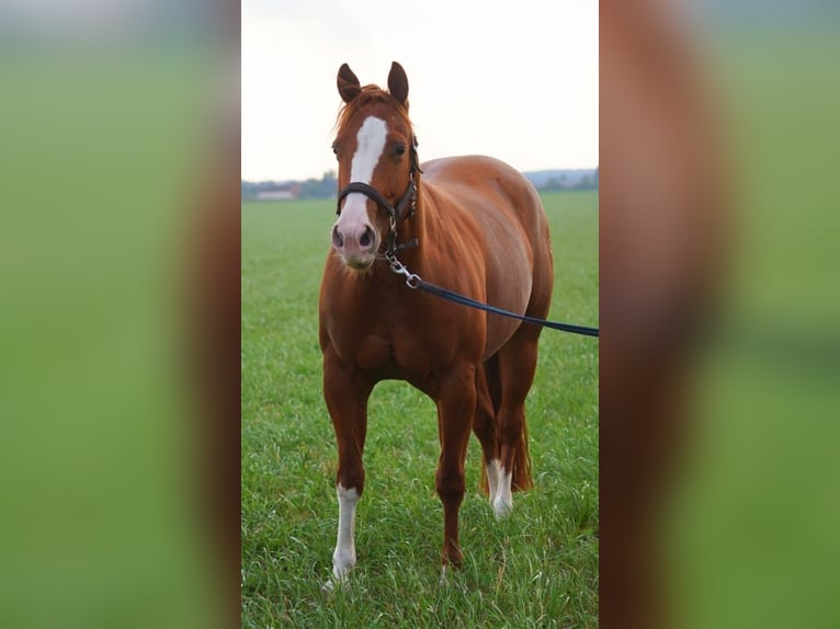 American Quarter Horse Giumenta 5 Anni 144 cm Sauro in Markranstädt