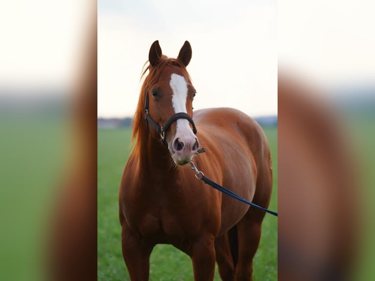 American Quarter Horse Giumenta 5 Anni 144 cm Sauro in Markranstädt