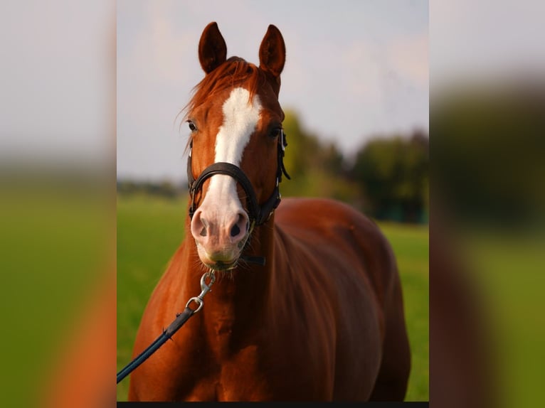 American Quarter Horse Giumenta 5 Anni 144 cm Sauro in Markranstädt