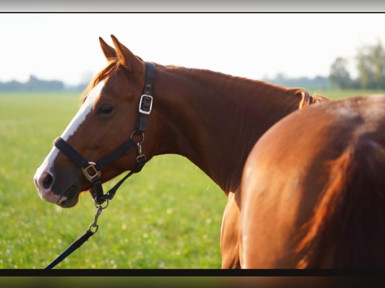 American Quarter Horse Giumenta 5 Anni 144 cm Sauro in Markranstädt